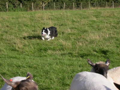 Whenway Border Collie beim Hten